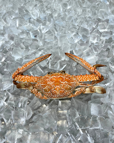 Cooked Sand Crabs 200-250g