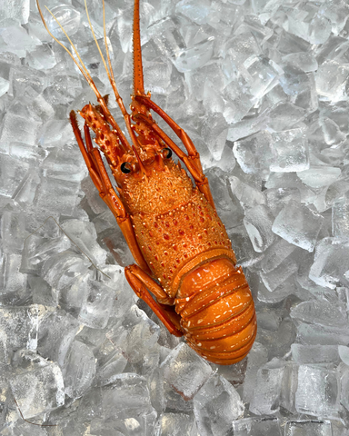 Cooked WA Lobster 300-350g