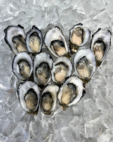 Pacific Oysters 1Doz